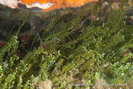 caulerpa_cylindracea-vl4