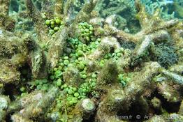 caulerpa_racemosa_cylindracea-apr1