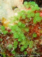 caulerpa_verticillata_fa1
