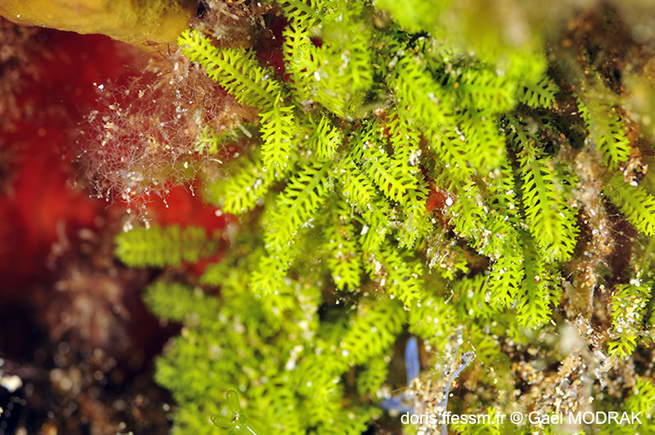 caulerpa_webbiana_f_disticha-gm01