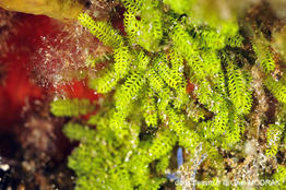 caulerpa_webbiana_f_disticha-gm01