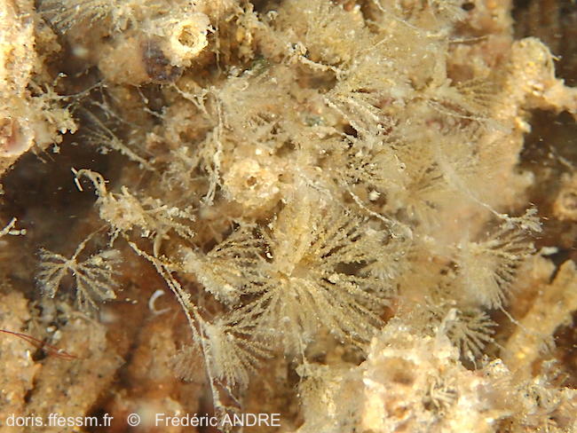 Caulibugula_arcasounensis-fran240