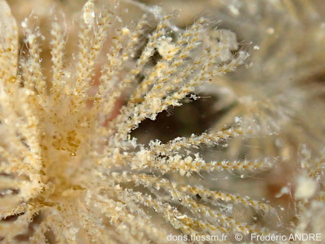 Caulibugula_arcasounensis-fran244