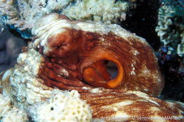 octopus_cyanea-vela41