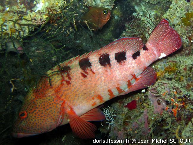 ce^phalopholis-sexmaculata_jms5