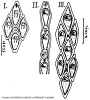 cellaria_fistulosa-levinsen-hincks