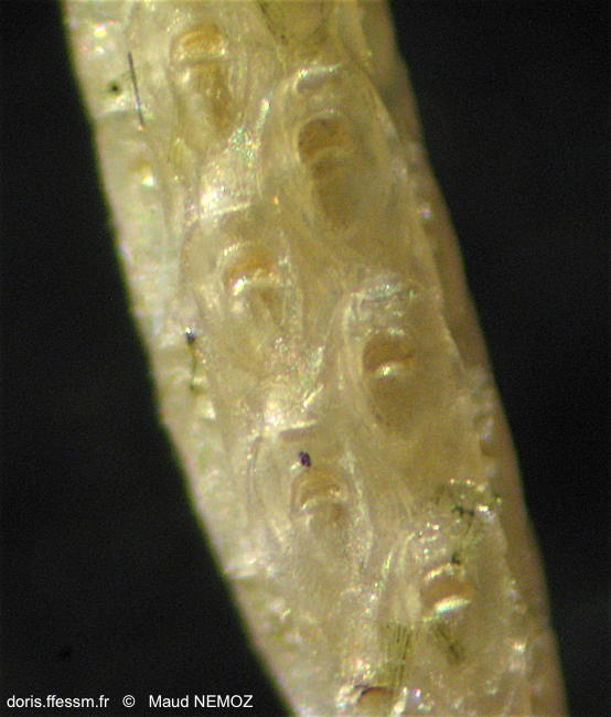 cellaria_salicornioides-mane6867