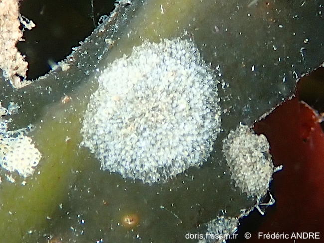 Celleporella_hyalina-fran70