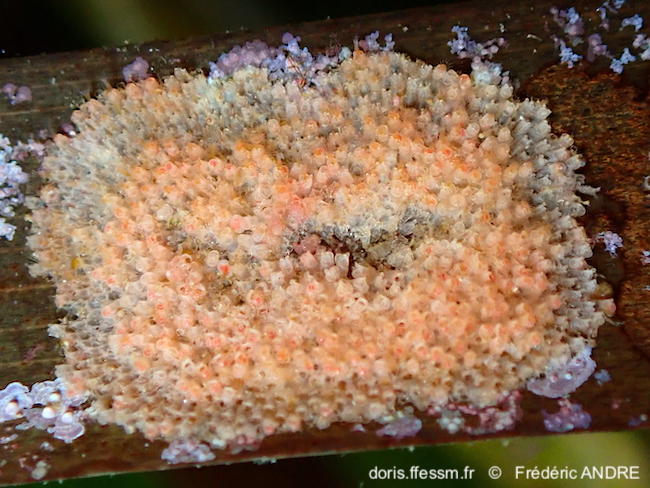Celleporina_caliciformis-fran11