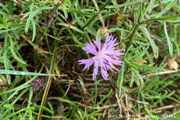 centaurea_aspera-jd1