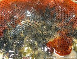 watersipora_subatra-fa1214