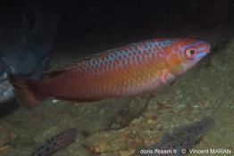 centrolabrus_exoletus_vm_145041