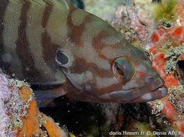 cephalopholis-boenak_da2