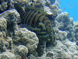 cephalopholis-boenak_jms5