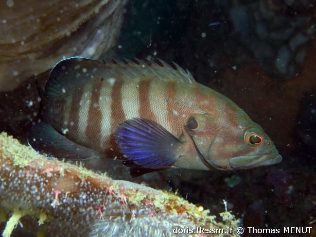 cephalopholis-boenak_tm1