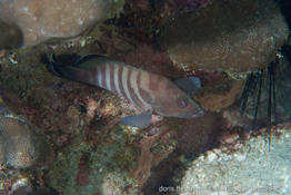 cephalopholis-boenak_vl4