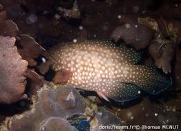 cephalopholis-cyanostigma-tm2