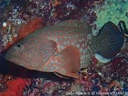 cephalopholis-cyanostigma_ev1