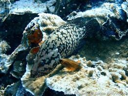 cephalopholis-cyanostigma_km2