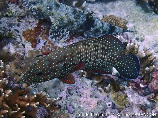 cephalopholis-cyanostigma_km5