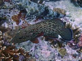 cephalopholis-cyanostigma_km5
