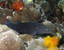 cephalopholis-cyanostigma_tm1