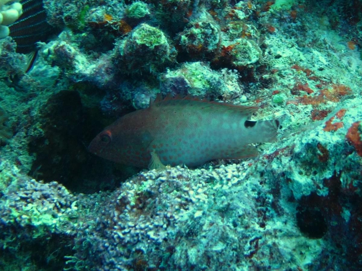 cephalopholis-leopardus_jms3