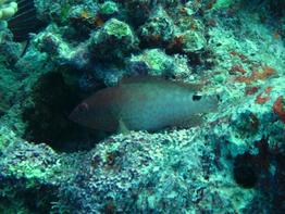 cephalopholis-leopardus_jms3
