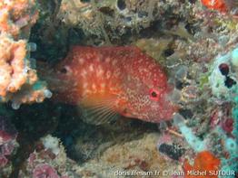 cephalopholis-leopardus_jms4