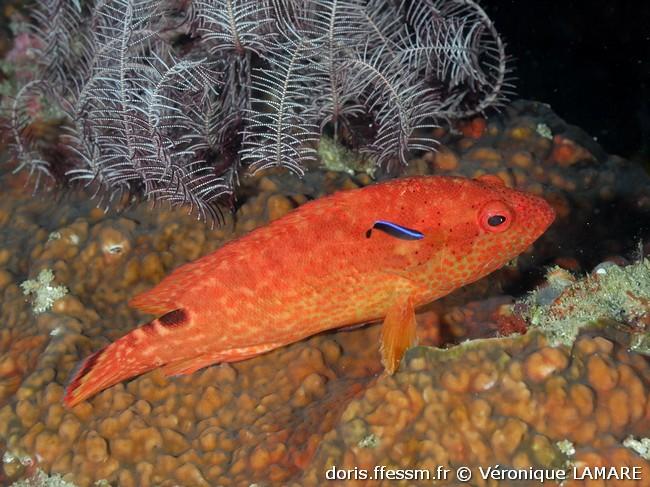 cephalopholis-leopardus_vl1