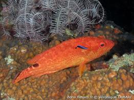 cephalopholis-leopardus_vl1