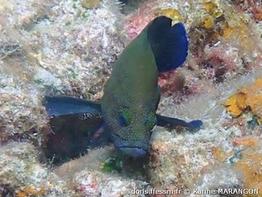 cephalopholis-microprion_km1