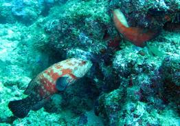 cephalopholis-nigripinnis-jms5