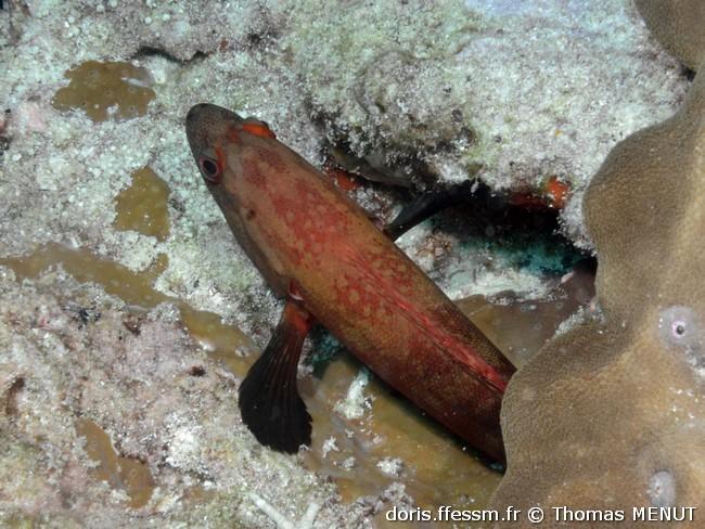 cephalopholis-nigripinnis_
