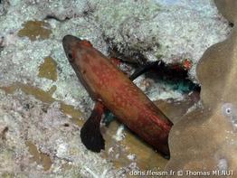 cephalopholis-nigripinnis_