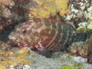 cephalopholis-nigripinnis_jb1