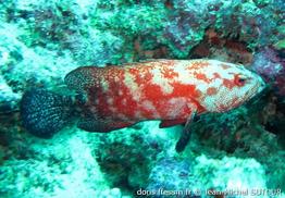 cephalopholis-nigripinnis_jms6