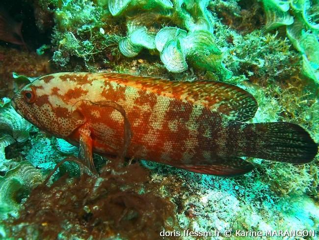 cephalopholis-nigripinnis_km1