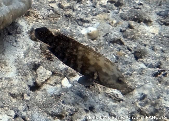 cephalopholis-nigripinnis_of1
