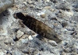 cephalopholis-nigripinnis_of1