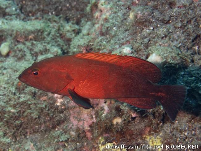 cephalopholis-nigrippinis_jb3