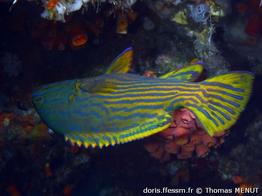 cephalopholis-polleni-tm1