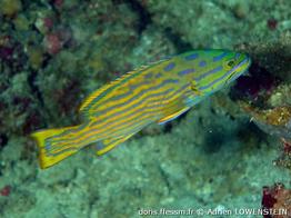 cephalopholis-polleni_al1