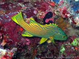 cephalopholis-polleni_jms1