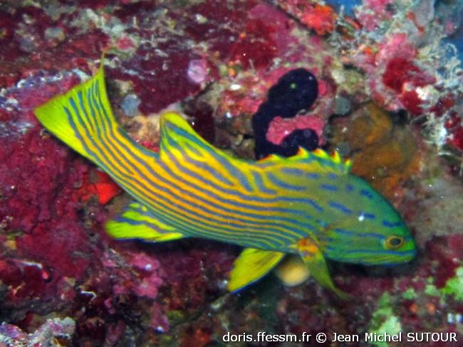 cephalopholis-polleni_jms1