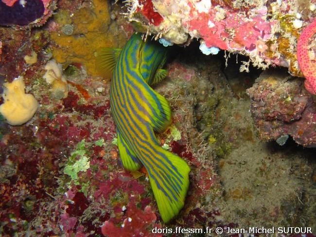 cephalopholis-polleni_jms2