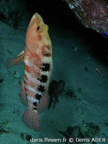 cephalopholis-sexmaculata-da1
