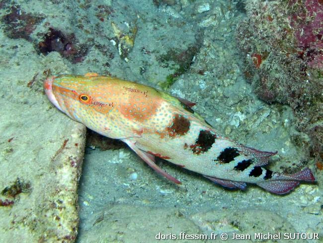 cephalopholis-sexmaculata-jms1