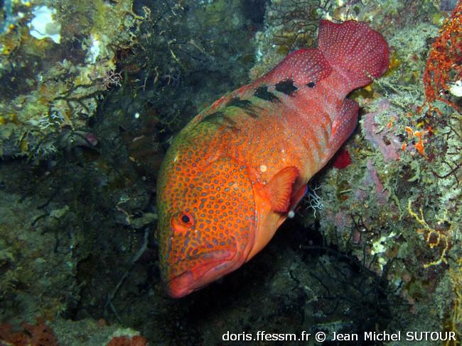 cephalopholis-sexmaculata-jms4