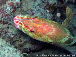 cephalopholis-sexmaculata-jms7